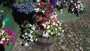 A single tub, next to the ziggurat in Market Square.  Picture taken on 22/08/2010, about 10 weeks after planting.