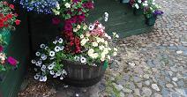 A single tub, next to the ziggurat in Market Square.  Picture taken on 09/08/2010, about 8 weeks after planting.