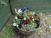 A single tub, next to the ziggurat in Market Square.  Picture taken on 24/6/2010, about 10 days after planting.