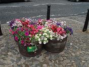 A group of 4 tubs, in Market Square. Picture taken on 12/7/2010, about a month after planting.