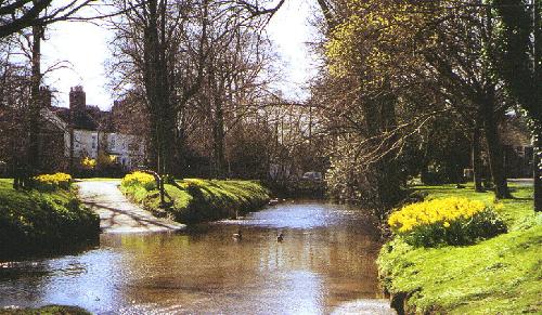 The daffs at the ford in Manor Close are always a picture