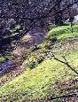 The banks of the Leven are lovely for daffs