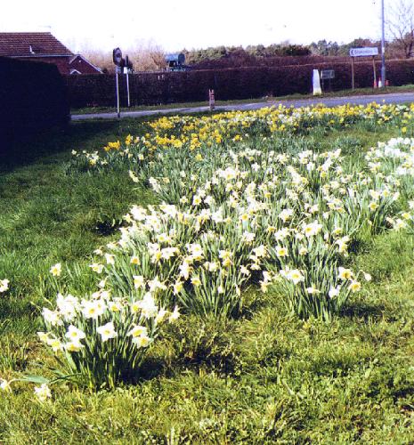 Near Strikes Garden Centre - a mixture of colours