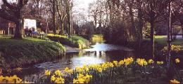 Daffodills in Spring make The Leven a picture