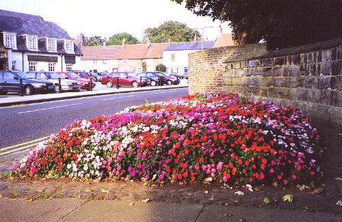 Busy Lizzies have proved themselves most appropriate for this bed beside the Manor House wall