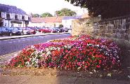 Busy Lizzies have proved themselves most appropriate for this bed beside the Manor House wall