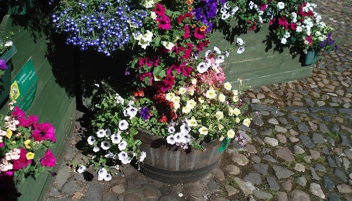 A single tub, next to the ziggurat in Market Square.  Picture taken on 22/08/2010, about 10 weeks after planting.