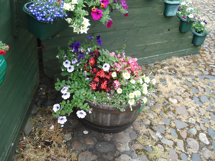 A single tub, next to the ziggurat in Market Square.  Picture taken on 12/7/2010, about a month after planting.