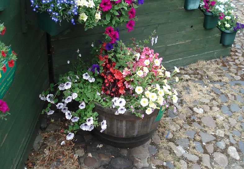 A single tub, next to the ziggurat in Market Square.  Picture taken on 26/7/2010, about 6 weeks after planting.